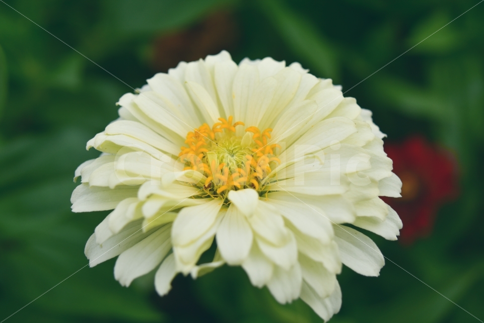 꽃,무안연꽃축제,자연,그림,아름다움,식물,자연,plants,nature,꽃,flower