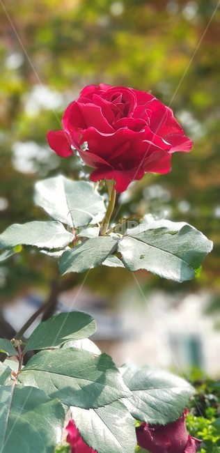 장미,꽃,rose,식물,자연,붉은장미,정열,5월,그린,flower,장미꽃,nature,식물,자연,plants,nature,꽃,flower