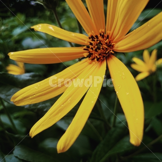 꽃,노란색,접사,식물,국화,식물,자연,plants,nature,꽃,flower