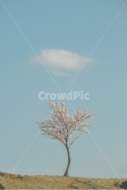 벚꽃,나무,감성,봄,달콤,봄,계절,spring,season,자연,풍경,nature,landscape,식물,plants,나무,trees,wood,감성,sensible,feeling,plant