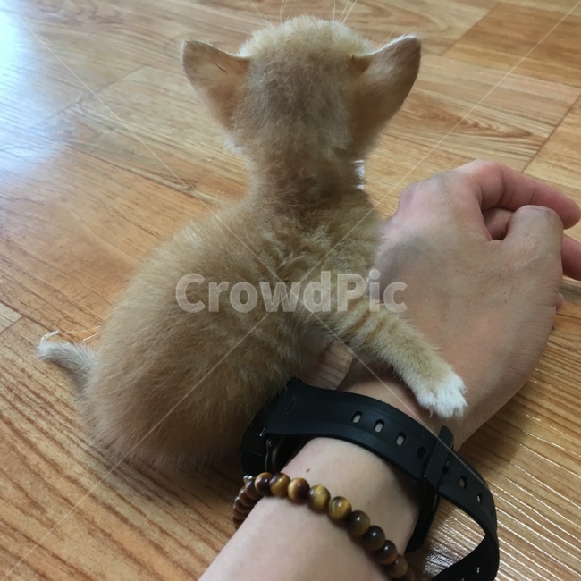 고양이,코숏,치즈코숏,코리아숏헤어,새끼고양이,아깽이,캣초딩,애기고양이,cat,반려묘,반려동물,동물,새끼,아기,애기,animal,동물,animal,포유류,mammal,고양이,cat,kitten,kitty