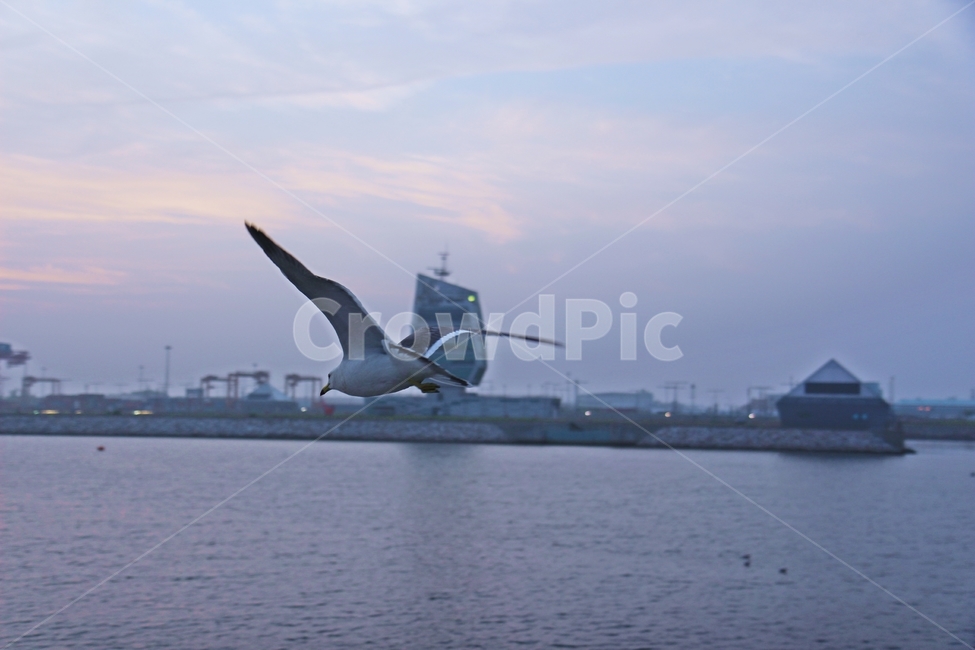 갈매기,seagull,gull,flying,새,동물,animal,조류,새,birds