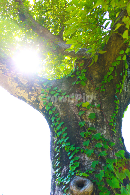 나무,이끼,덩쿨,언더앵글,고목,햇빛,식물,자연,plants,nature,나무,trees,wood