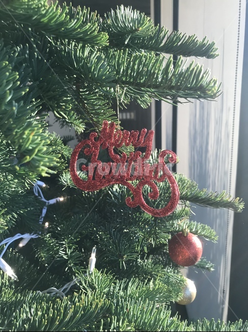 plant,식물,tree,나무,abies,아비,fir,전나무,연휴,라이트,크리스마스,merrychristmas,happy,happyholidays,red,겨울,winter,redletter,반짝이,나무장식,공,빨간공,노란공,반짝이는공