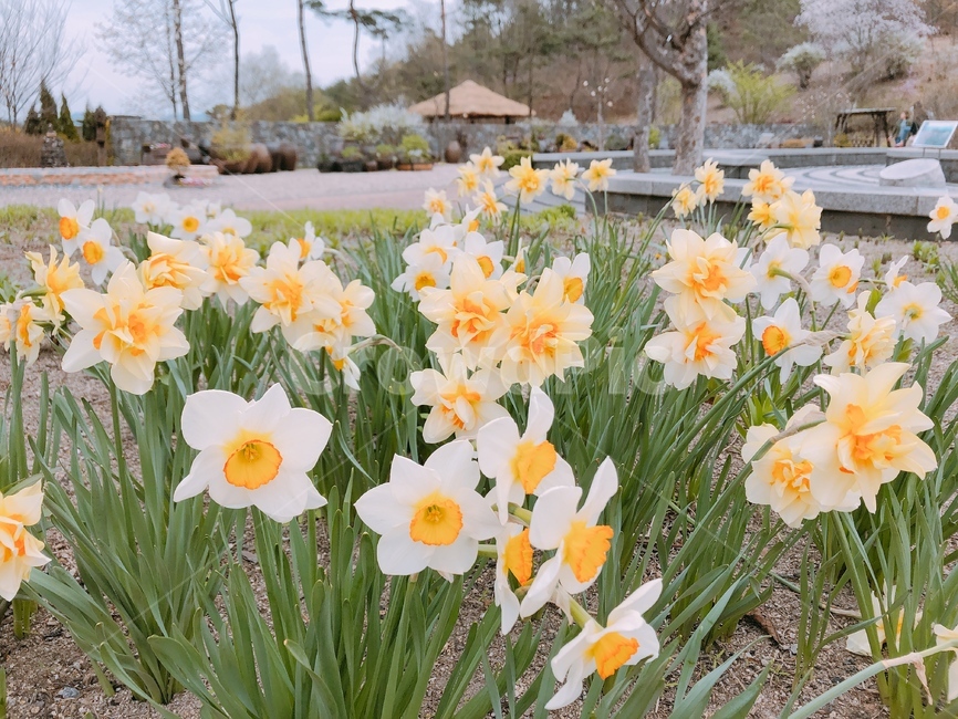 plant,식물,꽃,flower,자연