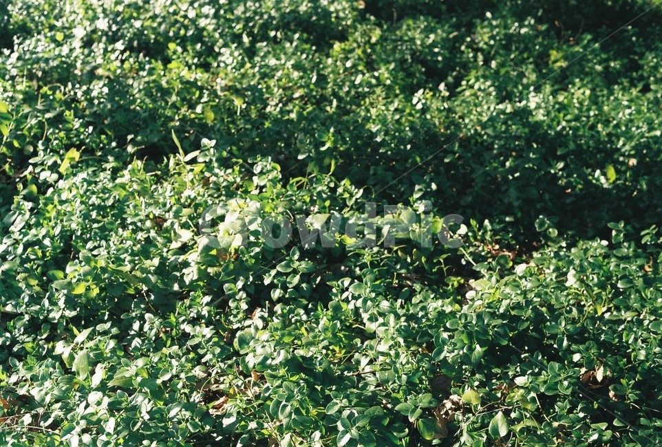 봄,풀,풀잎,필름사진,식물,자연,green,공원,감성,휴식,푸른색,힐링