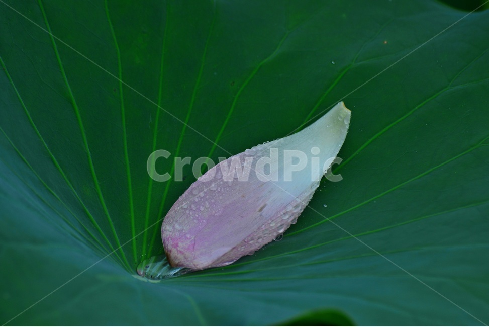 plant,식물,leaf,잎,blossom,flower,꽃,수련,홍연,연꽃,연잎
