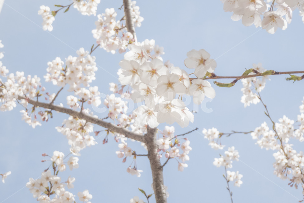 꽃,봄,봄꽃,벚꽃,벚꽃나무,꽃나무,봄,계절,spring,season,식물,자연,plants,nature,꽃,flower,plant,blossom