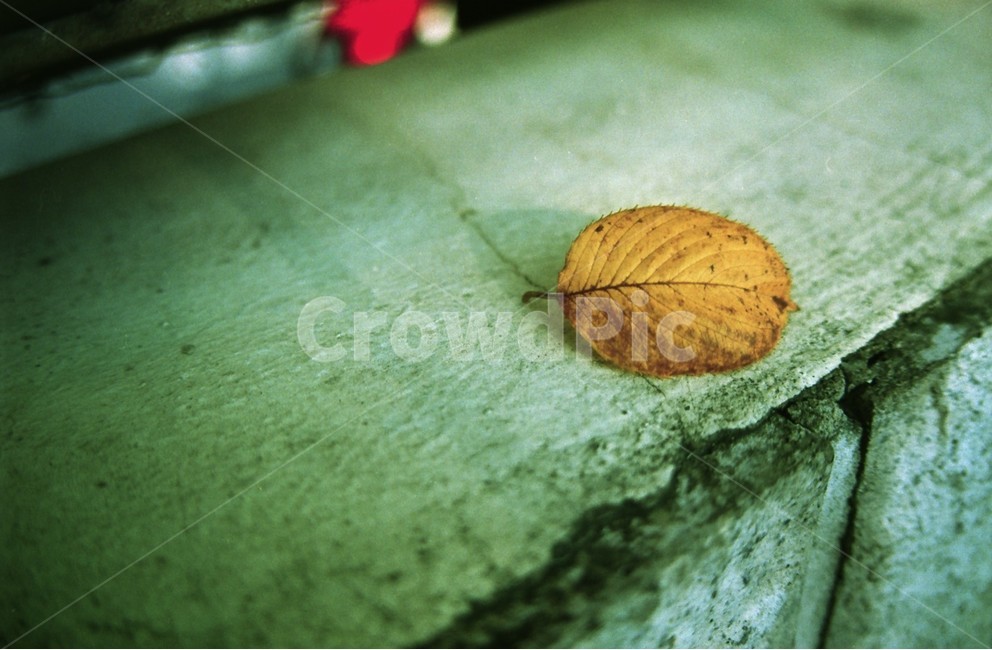 leaf,잎,plant,식물,animal,동물,invertebrate,무척추동물,insect,곤충,가을,계절,fall,autumn,season,무척추 동물