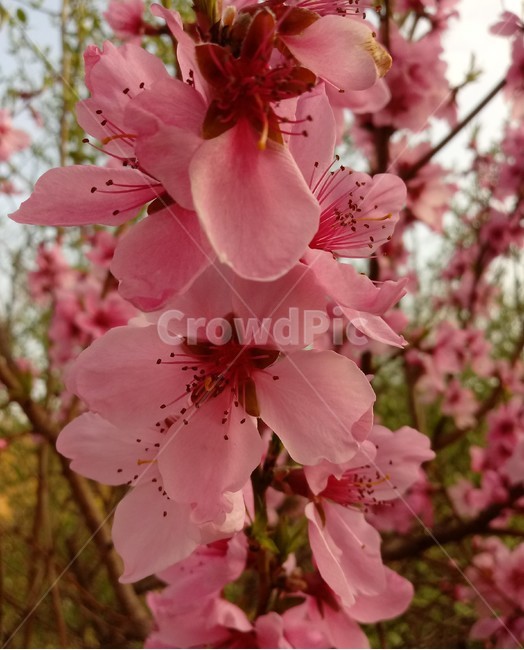 복숭아꽃,peach,장미과,식물,과수