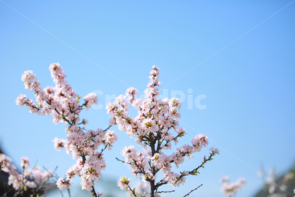 벚꽃,꽃,새싹,봄,벚꽃놀이,하늘,분홍색,분홍색꽃,캐논,5dmark3,봄,계절,spring,season,식물,자연,plants,nature,꽃,flower,plant,blossom