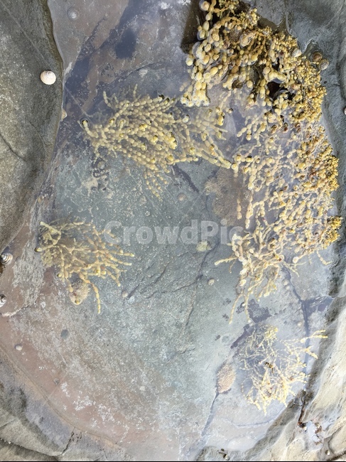 바닷물,바다,해조류,물,호주,자연,풍경,nature,landscape,rock,록