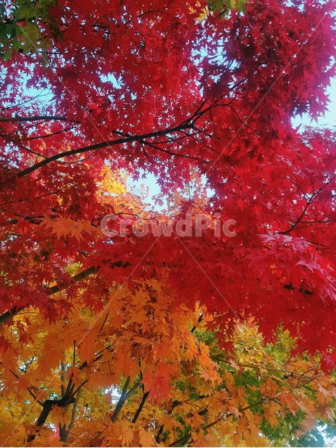 가을,낙엽,나무,단풍,가을풍경,풍경,red,가을,계절,fall,autumn,season,leaf,잎,plant,식물,tree,maple