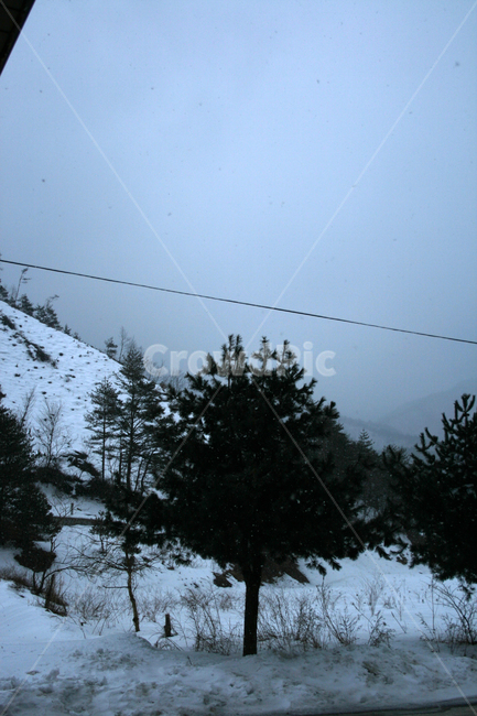 나무,겨울,눈,풍경,winter,겨울,계절,winter,season,자연,풍경,nature,landscape,tree,plant,식물,fir,전나무