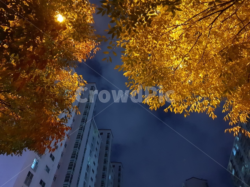 야경,아파트사이,우리동네,봄밤,달빛