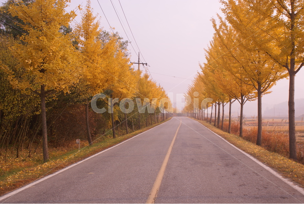 은행나무길,가을은행,길,한적한도로,은행나무,가을,계절,fall,autumn,season,road,도로,tree,나무,plant,식물,asphalt,아스팔트
