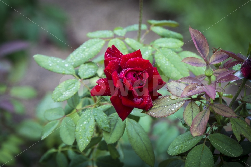 꽃,비오는날,식물,여름,울산,울산대공원,장미,flower,rose,사랑,물방울,비,비오는날,rain,rainy,식물,자연,plants,nature,꽃,flower