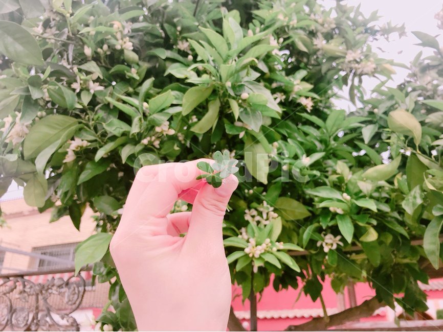 클로버,연출사진,감성사진,풍경사진,세잎클로버,식물,자연,plants,nature,감성,sensible,feeling