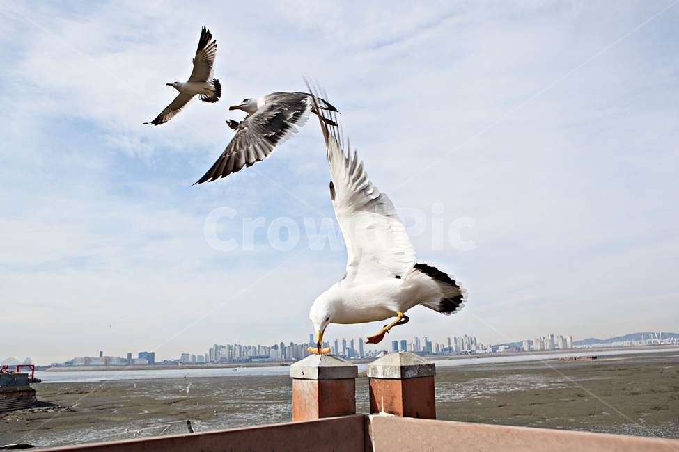 갈매기,새,조류,풍경,배경,자연,풍광,하늘,동물,animal,조류,새,birds