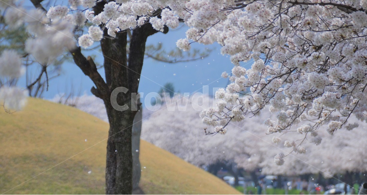 벚꽃,벚꽃잎,봄,감성,벚꽃길,봄,계절,spring,season,식물,자연,plants,nature,꽃,flower,나무,trees,wood,감성,sensible,feeling,plant