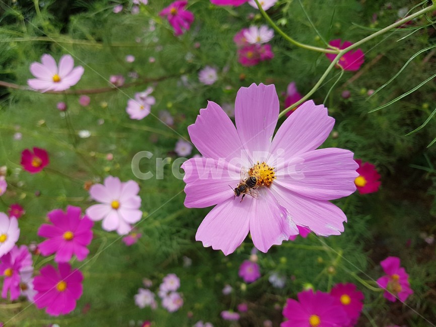 벌,bee,꿀벌,꽃,분홍색,flower,blossom,식물,자연,plants,nature,꽃,flower