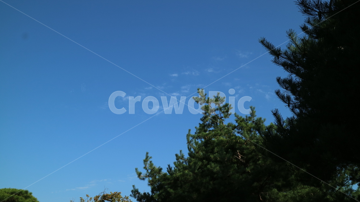 plant,나무,tree,하늘,경치,자연,nature,자연,풍경,nature,landscape