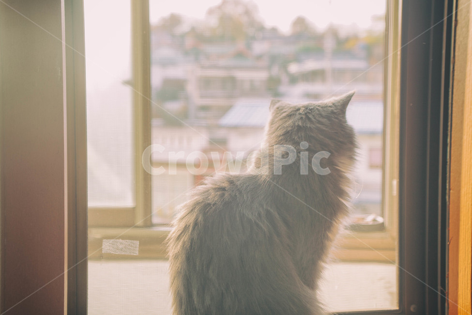 고양이,cat,반려묘,동물,animal,반려동물,가을,햇빛,햇살,유기동물,입양,fall,autumn,sun,sunlight,창가,동물,animal,포유류,mammal,고양이,cat,kitten,kitty,감성,sensible,feeling,휴식,힐링,rest,relaxation,healing