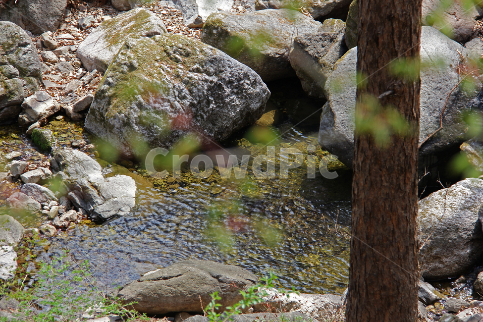 계곡,계곡물,바위,물,자연,자연,풍경,nature,landscape,plant,식물,algae,조류