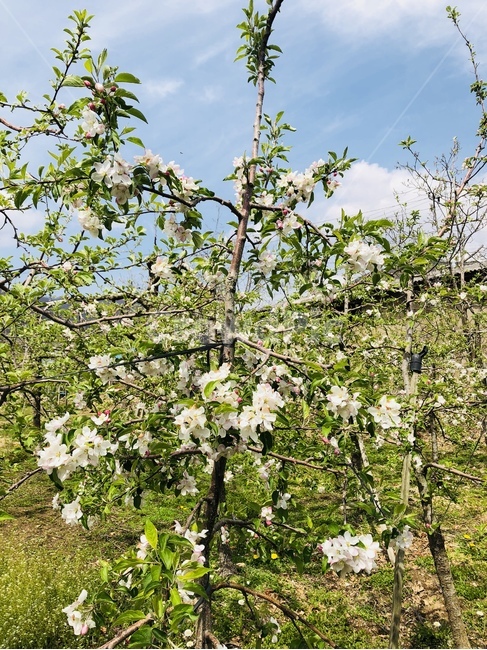 plant,식물,나무,사과나무,사과꽃,꽃