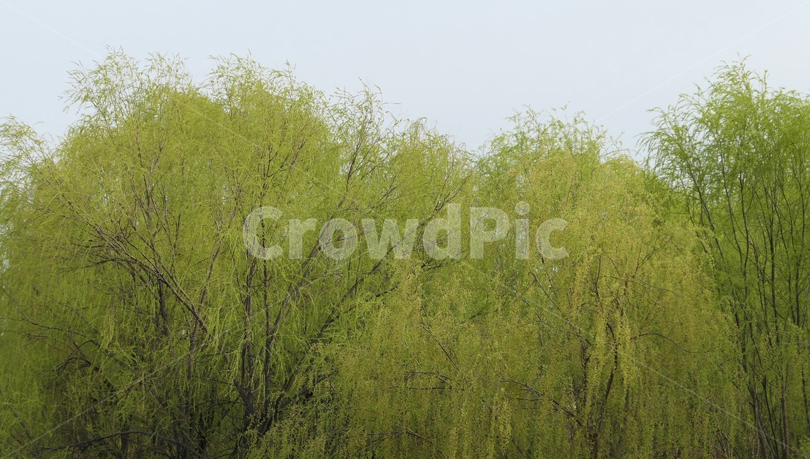 자연,샛강,봄,나무,풀,꽃,초록,숲,식물,자연,plants,nature