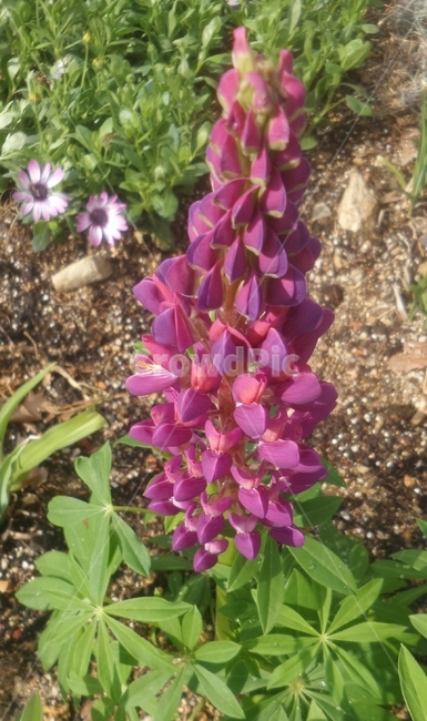 루피너스,층층이부채꽃,lupine,정원용식물,절화용,콩과,약용,식물,자연,plants,nature,꽃,flower