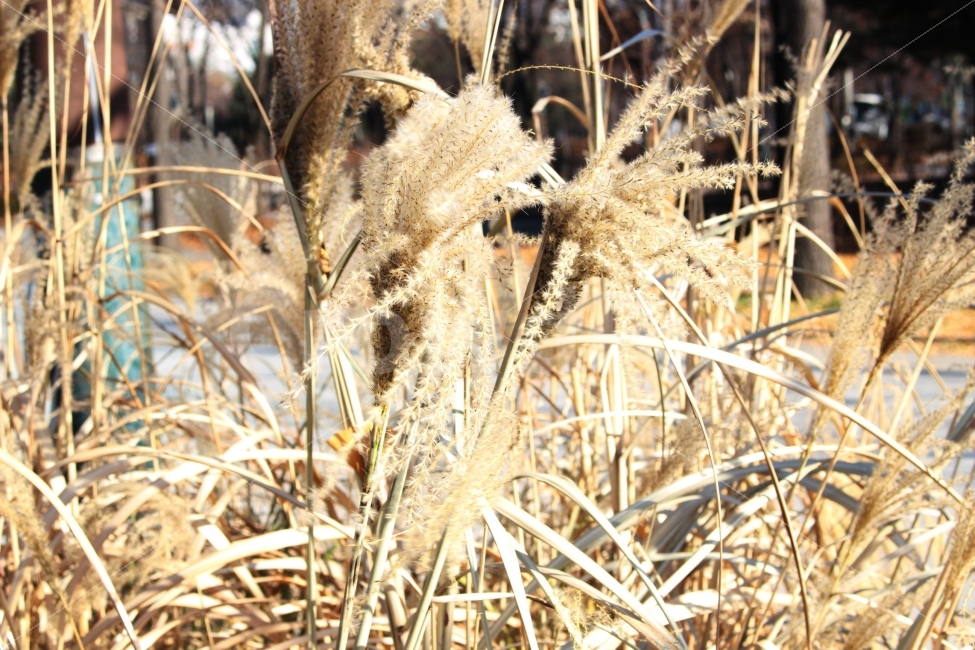 갈대,억새,가을,야외,정원,공원,식물,자연,나들이,소풍,햇빛,햇살,식물,자연,plants,nature,가을,계절,fall,autumn,season,grass,잔디,plant
