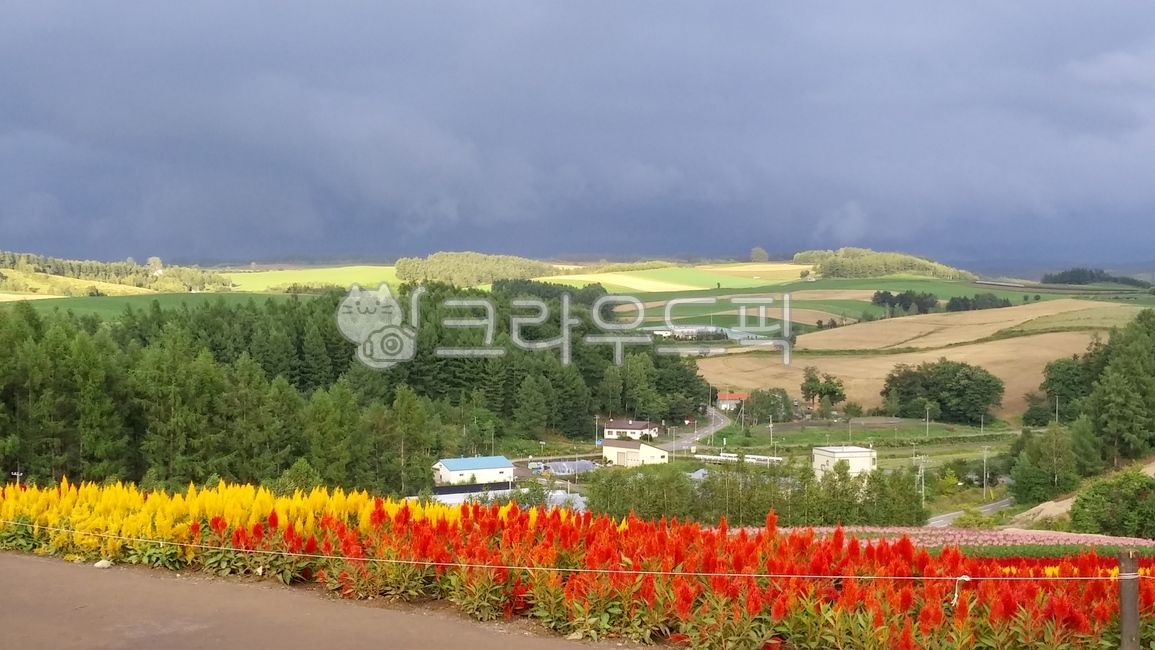 field,nature,plain,nice view,sight,Hokkaido,furano,grassland,flower,BA