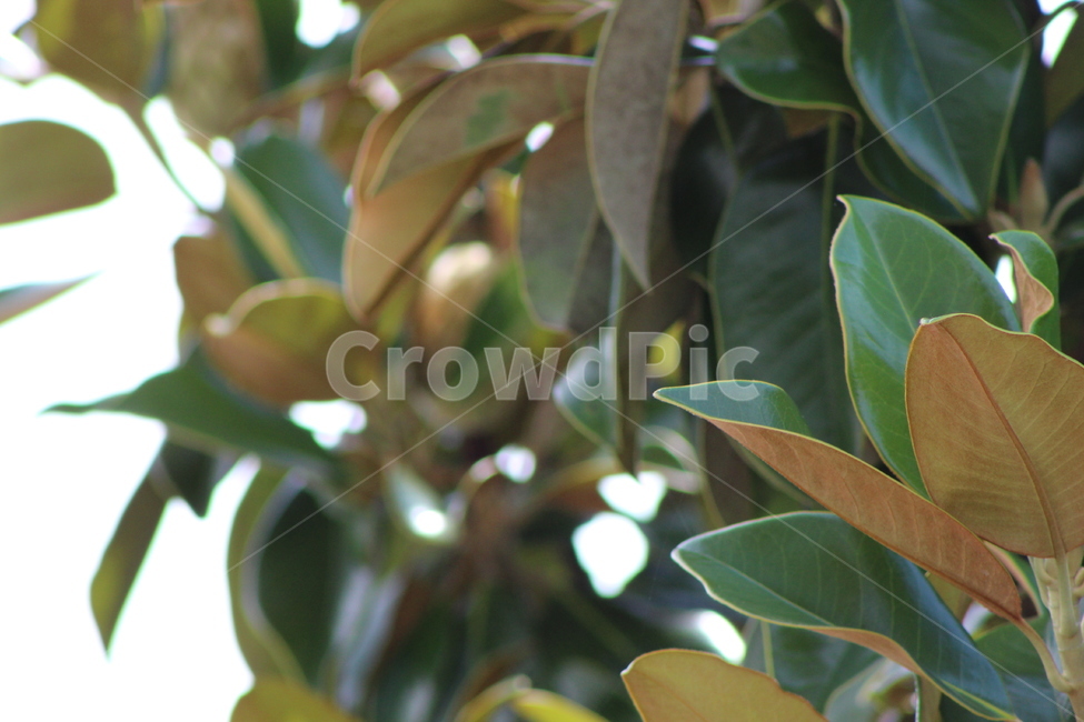 나무,자연,잎,잎사귀,여름,식물,계절,plants,season,감성,봄,새싹,아침,흐림