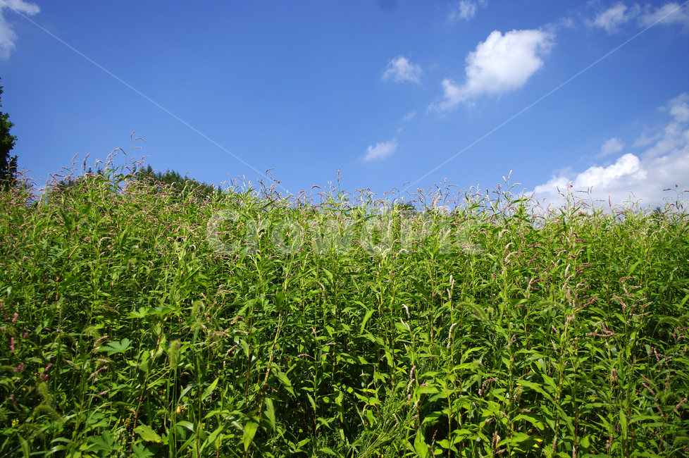 하늘,식물,초록,풍경,구름,자연,꽃,자연,풍경,nature,landscape