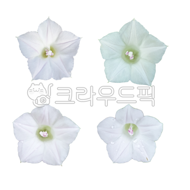 white flower,fresh flower sticker,flower design source,photoshop source,Flower Nokki,flower sticker,morning glory,Fresh flowers,petal,baby morning glory,fresh flowers png,graphic source,flower icon