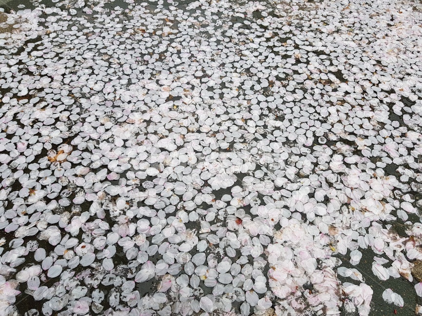 벚꽃,벚꽃잎,떨어진벚꽃,봄,도로,봄,계절,spring,season,blossom,꽃,petal,꽃잎,plant,식물,flower