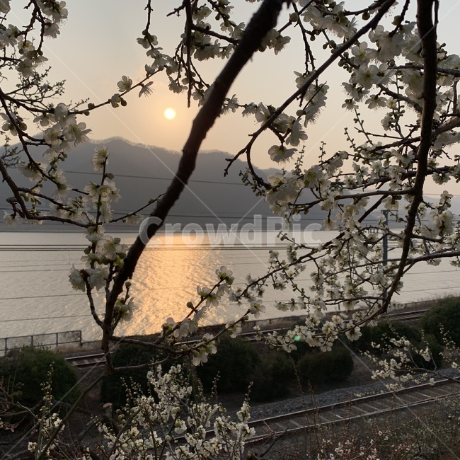 노을,꽃,철도길,나무,해와산