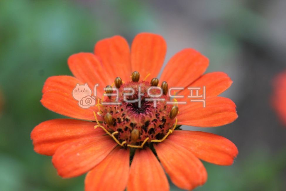 백일홍,여름꽃,가을꽃,식물,자연,계절,시즌,옥외,plants,nature,outdoors,flower,꽃,petal,꽃잎