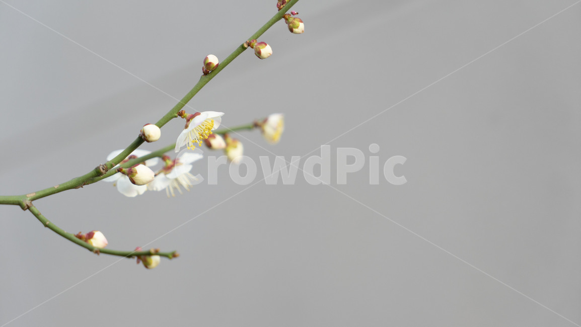 plant,식물,꽃,blossom,꽃봉오리,bud,spring,flower,봄,식물,자연,plants,nature,꽃,flower