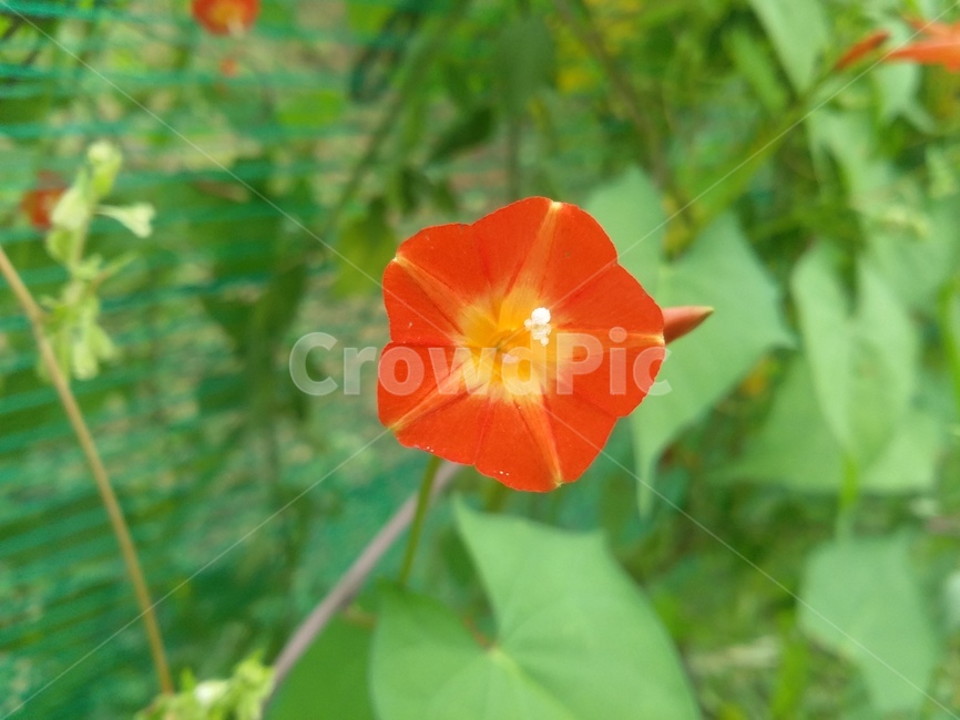 꽃,들꽃,자연,식물,natuer,flower,plant,식물,자연,plants,nature,꽃,flower
