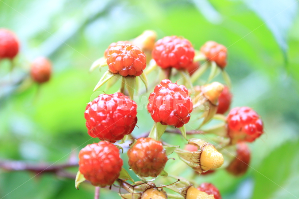복분자,산딸기,딸기,붉은열매,산열매,풍경,숲,식물,자연,plants,nature,과일,열매,fruit