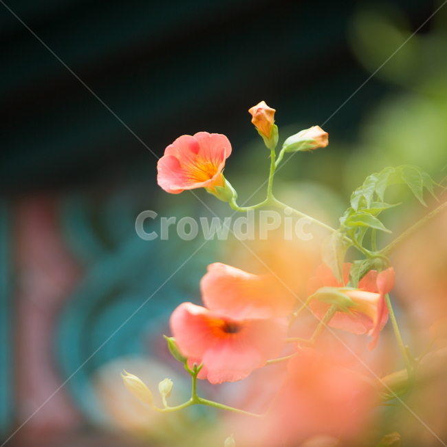 능소화,능소화꽃,꽃,플라워,trumpetcreeper,flower,식물,자연,plants,nature,꽃,flower,감성,sensible,feeling