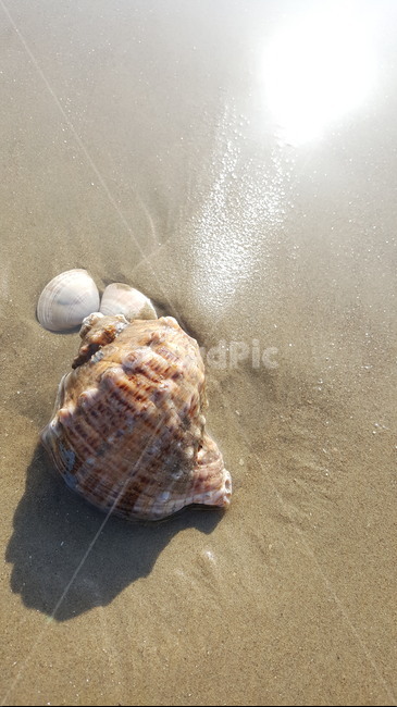 바다,소라,조개,갯뻘,모래해변,해변,바다,beach,sea