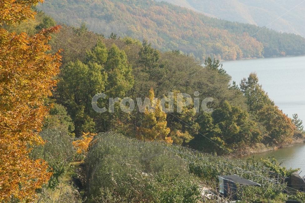 fir,전나무,tree,나무,plant,식물,nature,자연,outdoors,가을,fall,autumn,가을빛,autumnaltints,운문댐,unmundam,mountain,산,언덕,hill,단풍,fallfoliage,autumncolors,가을,계절,fall,autumn,season,자연,풍경,nature,landscape,옥외