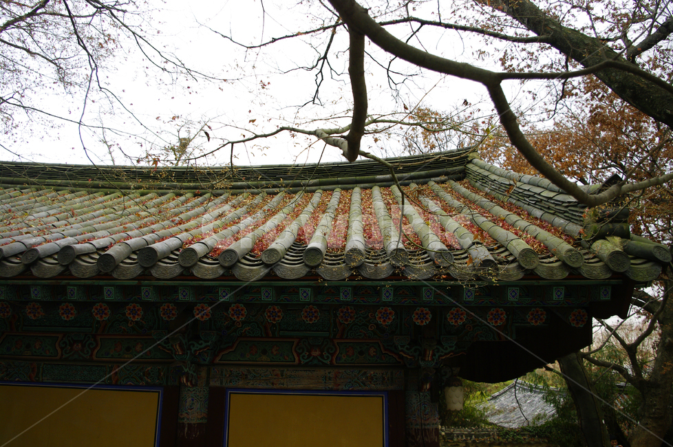기와지붕,낙엽,단풍,가을,fall,지붕,traditional,전통,가을,계절,fall,autumn,season,한국전통,한국문화,korean traditional,korean culture,건축물,건물외관,exterior,building,structure,architecture,construction,roof