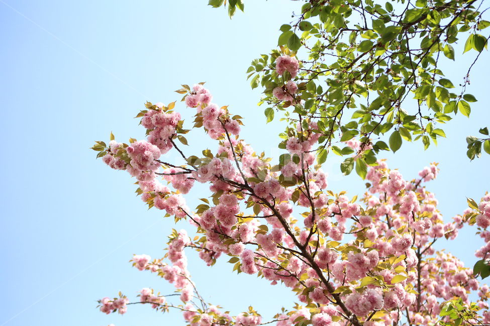 겹벚꽃,벚꽃,자연,꽃,나무,봄,하늘,봄,계절,spring,season,식물,자연,plants,nature,꽃,flower,plant