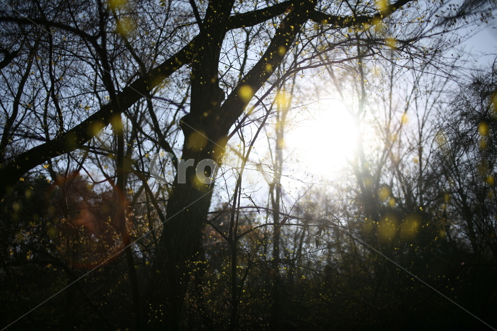 햇빛,빛,풍경,나무,새싹,봄,tree,plant