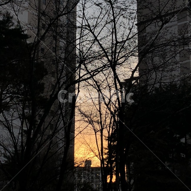 아파트,일몰,노을,동네,감성,나뭇가지