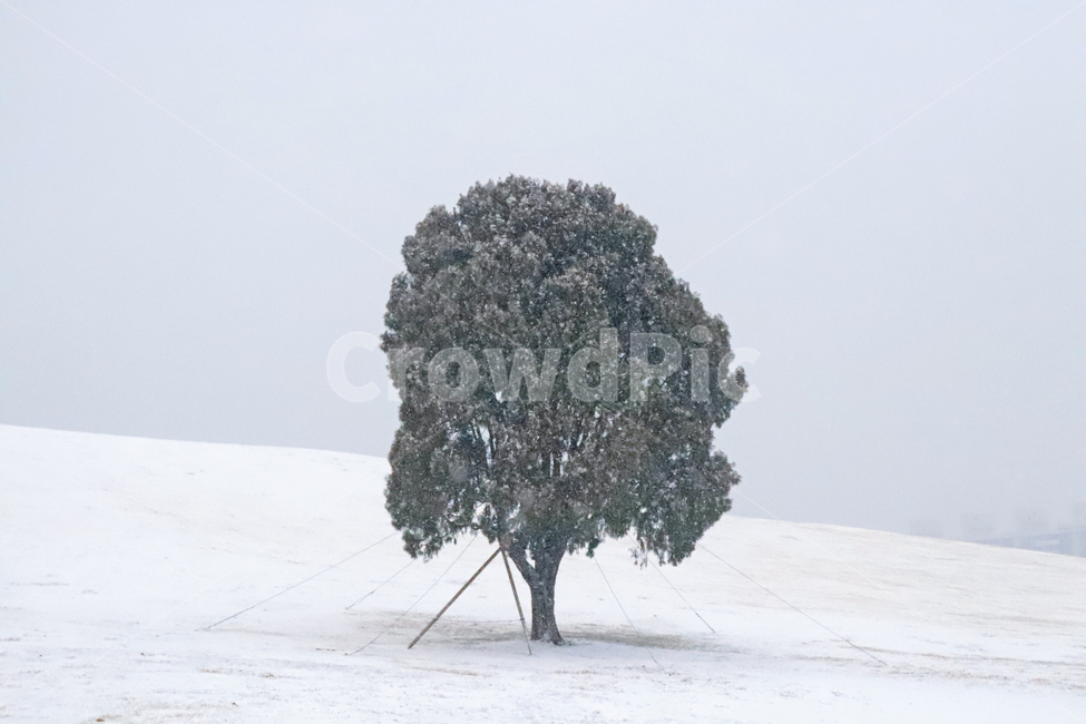 눈,공원,함박눈,겨울,감성,tree,나무,plant,식물,nature,자연